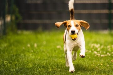 How to Teach a Puppy to Play Fetch With These 5 Easy Steps