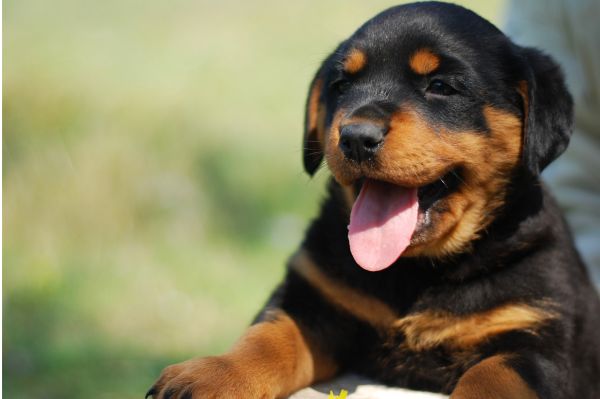 10 Human Foods That Are Healthy For Dogs