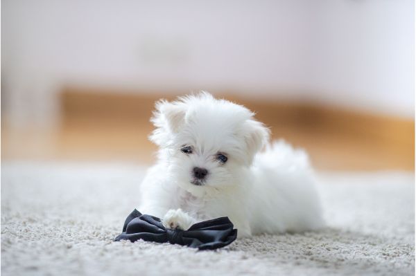 10 Foolproof Tips on How to Quickly Potty Train Your Puppy
