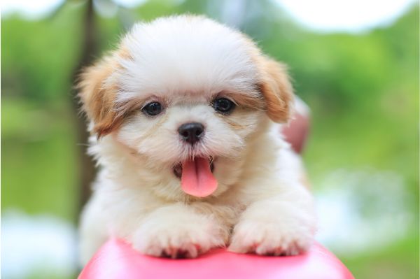 10 Essential Tips for Successfully Socializing Your Puppy