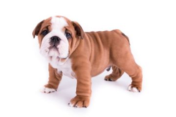 1 Simple Guide on Preventing Puppy Potty Accidents While Petting