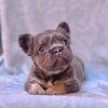 🐶 Fluffy Female Frenchie