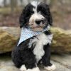 Tate – AKC Portuguese Water Dog