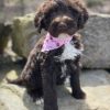 Blaire – AKC Portuguese Water Dog