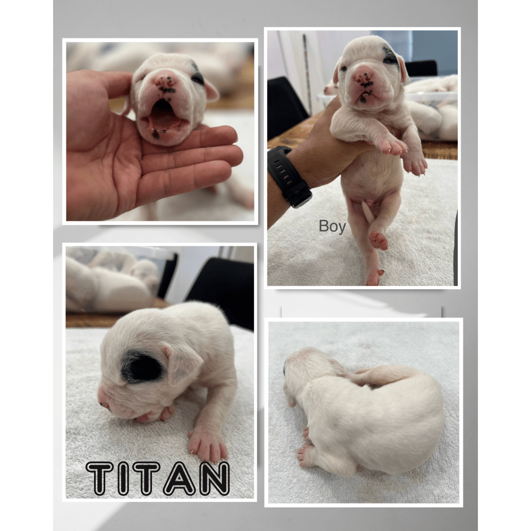 A closer look at Crate Sizes For Large American Bulldog