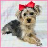 Dreamy Diva is waiting to share her sweet puppy kisses!
