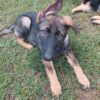 TJ – German Shepherd