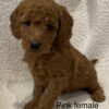 Mini Goldendoodle