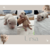 American Bulldog Johnson