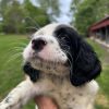 English Setter Pups
