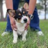 Tito CKC male corgi