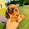 AKC Miniature Dachshund