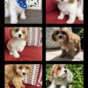 Male and female Cavapoos