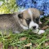 Pembroke Welsh Corgi