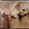 Golden Retriever puppies