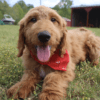 F1 Goldendoodle Puppy- family raised and loved