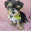 Morkie Puppy For Sale