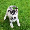 AKC Siberian Husky Female–Black and White Blue Eyes DOB_03_29_2024