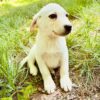 Healthy Calm Yellow Labrador Retriever Puppies