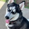 Purebred Siberian Husky