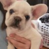French bulldog
