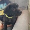 10 week old lab mix puppy