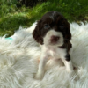 English Springer Spaniel Puppy Grace