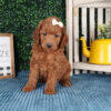 Purebred Mini Poodle