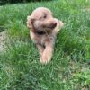 Golden Doodle Puppy
