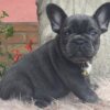 Mask French Bulldog Puppy