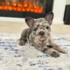 AKC FRENCH BULLDOG PUPPIES