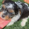 CKC Registered Yorkshire Terriers