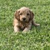 Adorable Male Miniture Goldendoodle