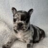 French Bull Dog