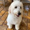 Trained Goldendoodle