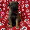 Malinois puppy