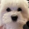All Coton de Tulear puppies