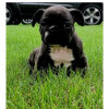French Bulldogs