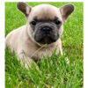 French Bulldogs