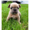 French Bulldogs