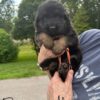 AKC German Shepherdsd Puppies