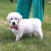 AKC Registered English Cream Golden Retriever