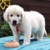 AKC Registered English Cream Golden Retriever