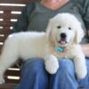 AKC Registered English Cream Golden Retriever