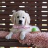 AKC Registered English Cream Golden Retriever