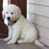 AKC Registered English Cream Golden Retriever