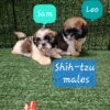 Shih tzu