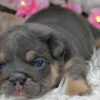 Skydrives Pumba