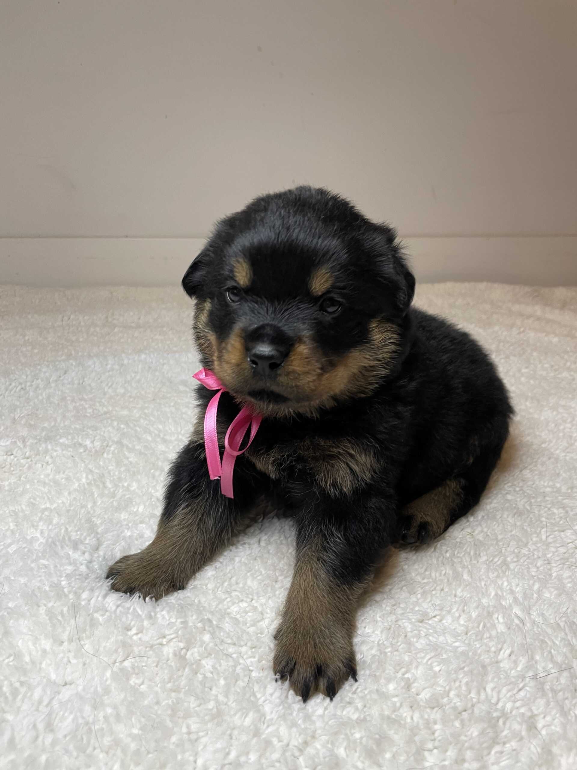 Authentic Rottweiler Pure Breed Rottweiler – PuppyList
