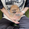 Teacup Female Pomeranian